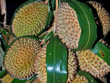 Plody durianu cibetkového (Durio zibethinus) převázané útržky palmových listů a prodávané na tržišti v Indonésii