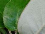 listy novozélandské dřeviny Brachyglottis rotundifolia. V článku se dozvíte, k jakému pozoruhodnému účelu se používají.