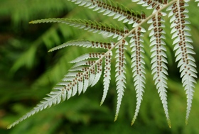 Stromová kapradina zvaná silver fern roste na Novém Zélandu. Listy jsou jakýmsi neoficiálním logem země. Můžete je vidět třeba na dresech národního ragbyového týmu, a dokonce i na státním znaku. Snímek Martin Kolář.