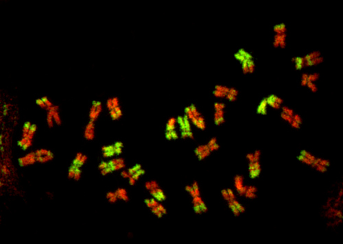 Chromozómy trávy Festulolium, což je kříženec kostřavy a jílku. Snímek David Kopecký.