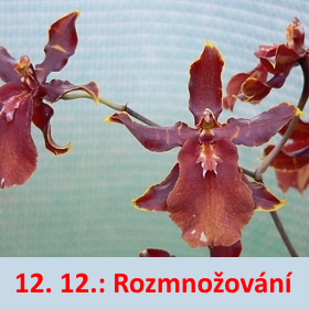 Orchidej - mezirodový kříženec Cambria. Některé druhy orchidejí mají nejmenší semena na světě.
