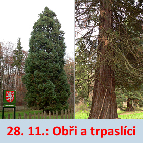 Sekvojovec obrovský. Nejmohutnější strom tohoto druhu je největším organizmem na Zemi. Na snímku exempláře z Michelského lesa v Praze.