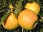 jablka odrůdy Opal, která byla vyšlechtěna v Ústavu experimentální botaniky AV ČR