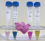 Chemické pokusy s rostlinami. Jak udělat z růžové hortenzie modrou? Dozvíte se na www.facebook.com/UEBavcr.