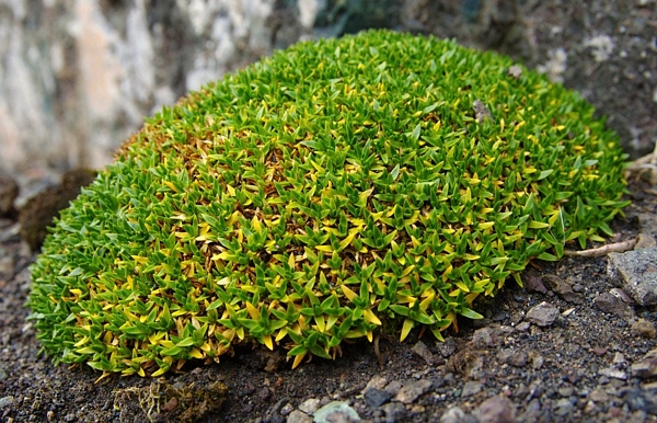 Colobanthus quitensis z čeledi hvozdíkovitých. Jedna ze dvou kvetoucích rostlin, které se vyskytují v Antarktidě. Foto MUDr. Martin Kolář.