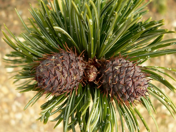borovice osinatá (Pinus aristata) z botanické zahrady v Praze-Troji, šišky