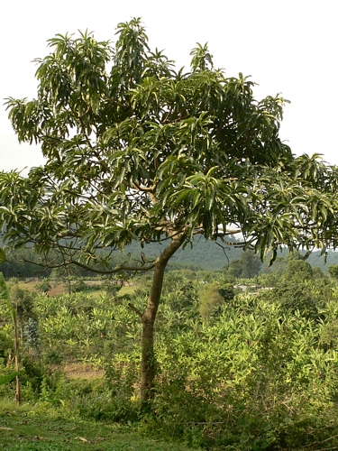 chinovník - strom, z jehož borky se získává chinin