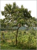 chinovník - strom, z jehož borky se získává chinin