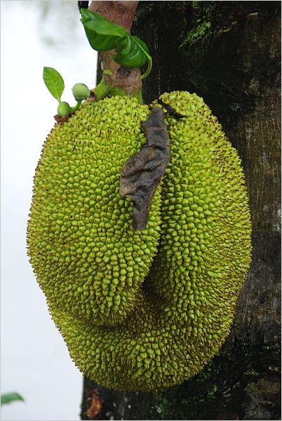 Plod vyrůstající na kmeni durianu cibetkového (Durio zibethinus)
