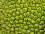 Povrch plodu durianu cibetkového (Durio zibethinus)