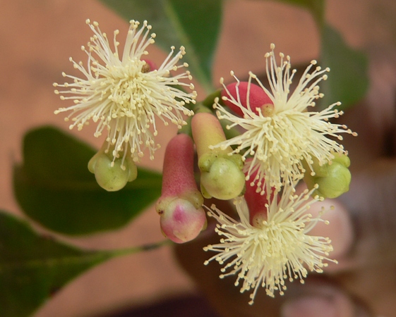 Nerozvitá poupata a květy hřebíčkovce vonného (Syzygium aromaticum)