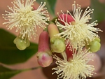 Nerozvitá poupata a květy hřebíčkovce vonného (Syzygium aromaticum)