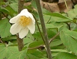 sasanka hajní (Anemone nemorosa), typická jarní květina našich listnatých lesů