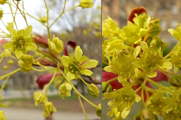 Květy javoru. Vlevo oboupohlavné, které však nevytvářejí pyl, takže jsou funkčně samičí. Vpravo květy samčí.