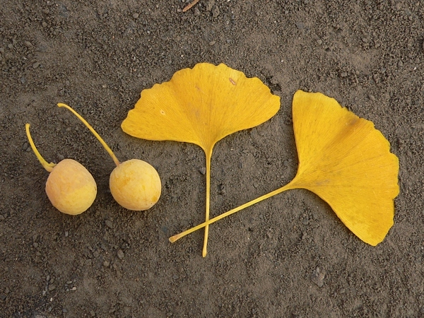 Semena a žluté listy jinanu dvoulaločného (Ginkgo biloba)