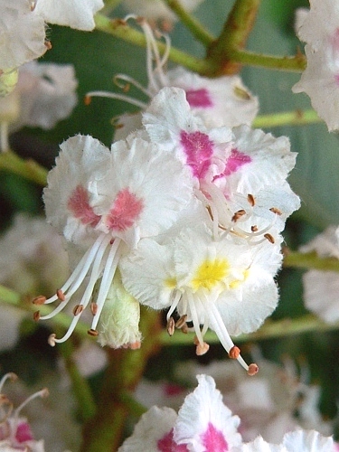 květy jírovce maďalu
