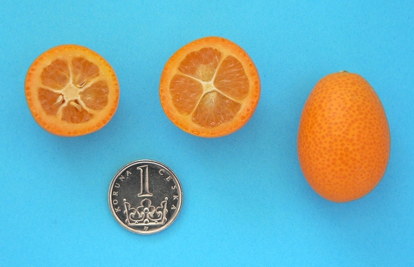 plody kumquatu (Citrus japonica)
