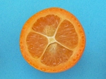 plody kumquatu (Citrus japonica)