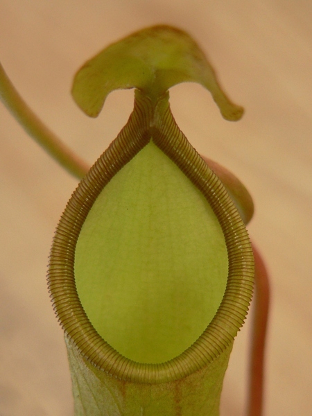 láčka masožravé rostliny láčkovky (Nepenthes)