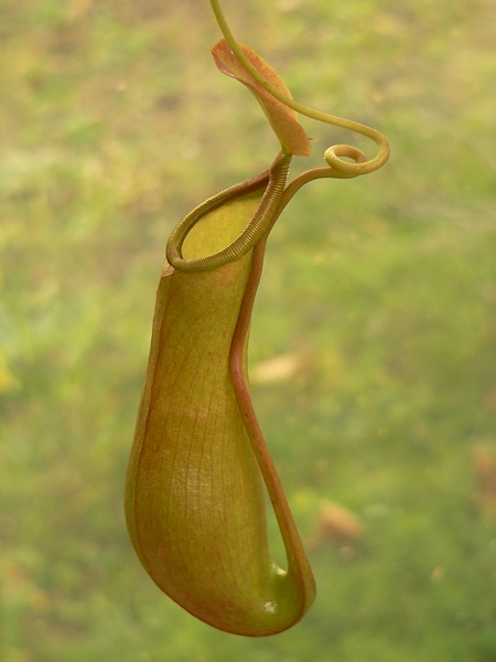láčka masožravé rostliny láčkovky (Nepenthes)