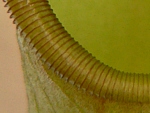 horní okraj láčky masožravé rostliny láčkovky (Nepenthes)