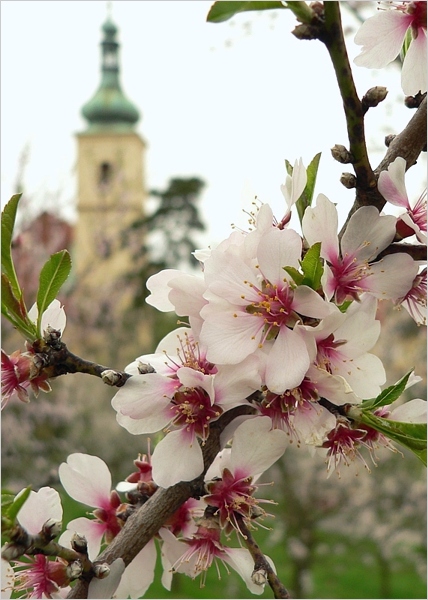 Kvetoucí mandloň (Prunus dulcis) ze Seminářské zahrady v Praze na Petříně, jaro 2012