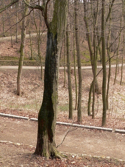 Strom s mokrým kmenem. U některých druhů dřevin jde v předjaří o běžný jev.