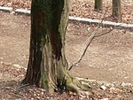 Strom s mokrým kmenem. U některých druhů dřevin jde v předjaří o běžný jev.