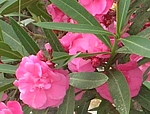 plnokvětý růžový oleandr