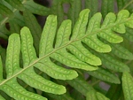 Osladič obecný (latinsky Polypodium vulgare)