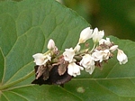 kvetoucí pohanka obecná (Fagopyrum esculentum)