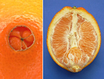 pomeranč odrůdy Navelina