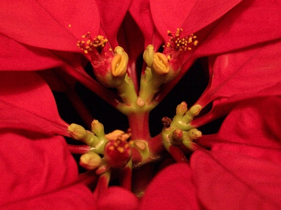 Květenství pryšce nádherného (Euphorbia pulcherrima) s nápadnými červenými listeny