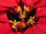 Květenství pryšce nádherného (Euphorbia pulcherrima) s nápadnými červenými listeny