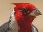 Kardinál šedý. Peří na hlavě je zbarveno červenými karotenoidy z rostlin, jimiž se kardinálové živí.