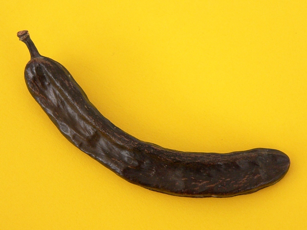 Zralý lusk rohovníku obecného (Ceratonia siliqua)