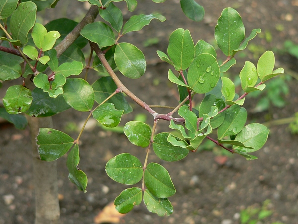 Olistěná větev rohovníku obecného (Ceratonia siliqua)