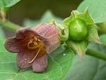 rulík zlomocný (Atropa bella-donna), detail květu a nezralé bobule