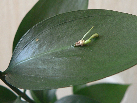 květní poupata na zploštělé větvi (fylokladiu) listnatce (Ruscus)