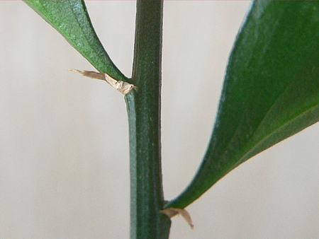 drobné šupinovité listy listnatce (Ruscus)