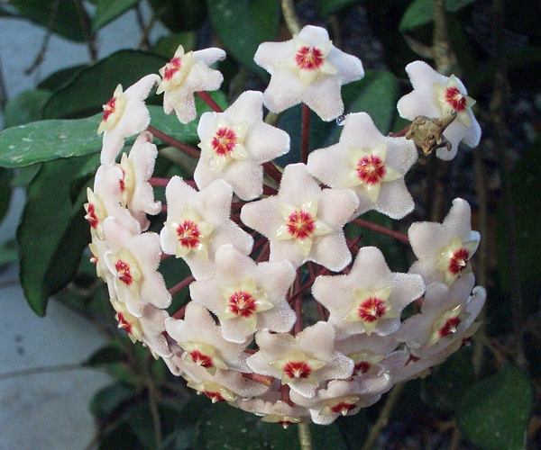 kvetoucí voskovka masitá (Hoya carnosa)
