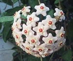 kvetoucí voskovka masitá (Hoya carnosa)