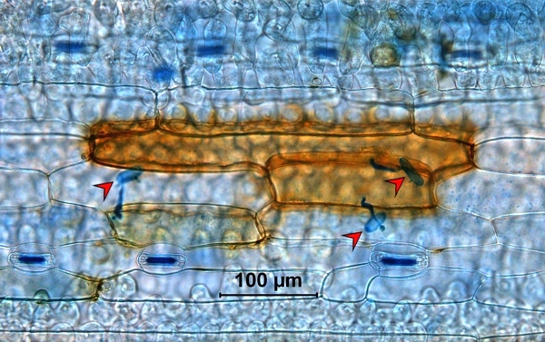 tvorba peroxidu vodíku (hnědě) v pokožkových buňkách listu ječmene po napadení padlím