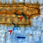 tvorba peroxidu vodíku (hnědě) v pokožkových buňkách listu ječmene po napadení padlím