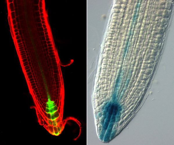 Mikroskopické snímky kořene huseníčku rolního (Arabidopsis thaliana). Buňky s vysokým obsahem důležitého rostlinného hormonu auxinu jsou obarveny zeleně (vlevo) nebo modře (vpravo).