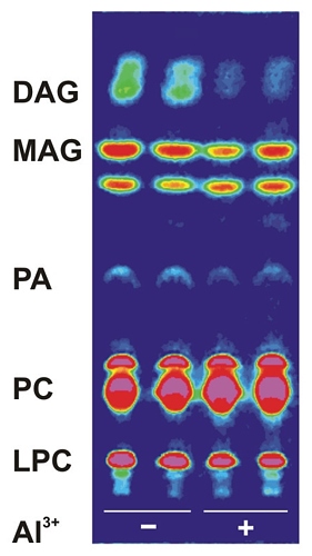 látky z rostlinných buněk rozdělené metodou tenkovrstvé chromatografie