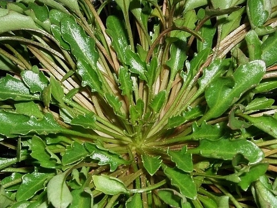 Thellungiella halophila. Tato bylina se používá při výzkumu odolnosti rostlin proti stresům, hlavně proti zasolení půdy.