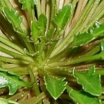 Thellungiella halophila. Tato bylina se používá při výzkumu odolnosti rostlin proti stresům, hlavně proti zasolení půdy. 