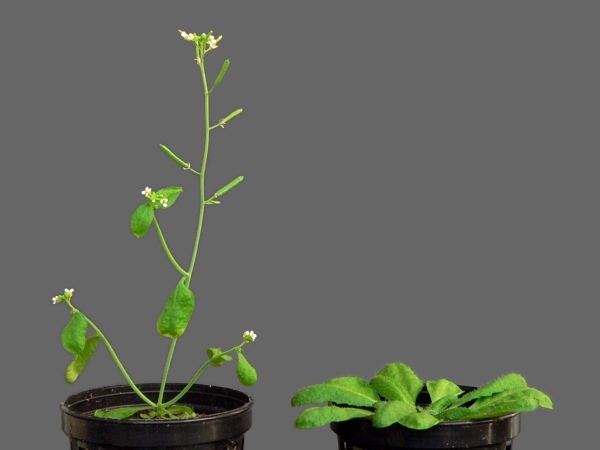 Rostliny huseníčku. Rostlina vlevo má ve své genetické informaci gen z merlíku, který urychluje kvetení.