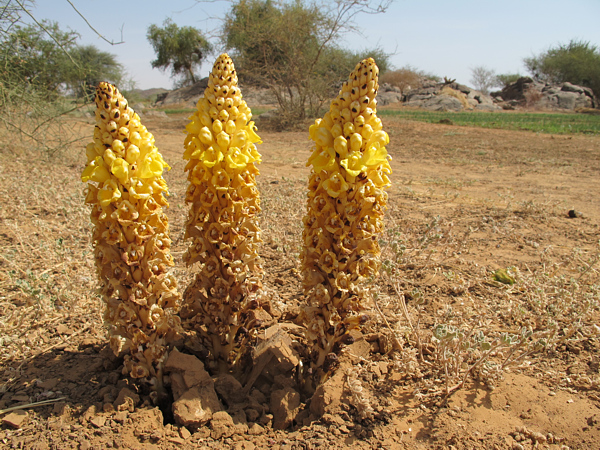 Kvetoucí parazitická rostlina rodu Cistanche ze Súdánu. Foto Václav Cílek.